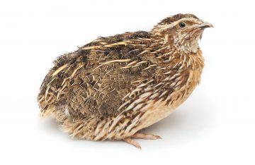 cresterea prepelitelor