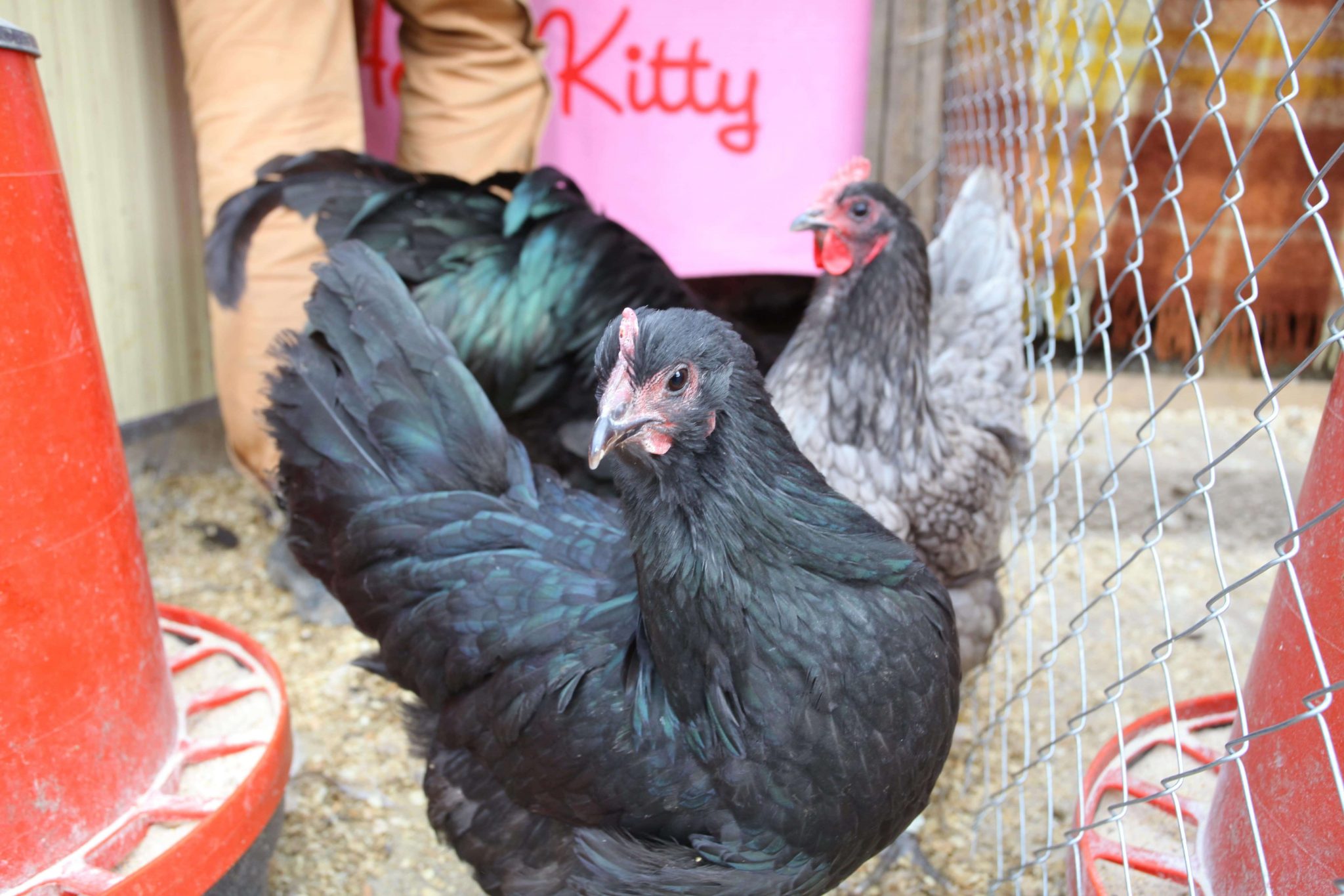 Oua incubat gaina Australorp PrepelixFarm